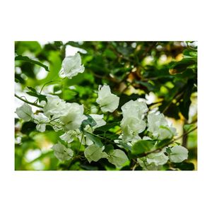 ブーゲンビリア,イカダカズラ,温室,白い花,オシロイバナ科の画像