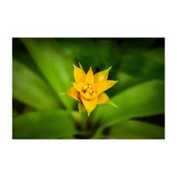 温室,パイナップル科,アナナス,着生植物,黄色の花の画像