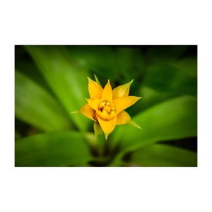 温室,パイナップル科,アナナス,着生植物,黄色の花の画像