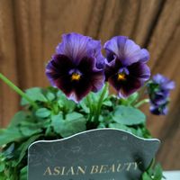 ビオラ,見元ビオラ,ビオラ アジアンビューティー,ベランダガーデン,花のある暮らしの画像