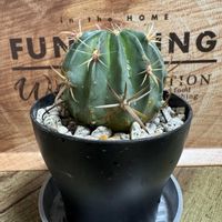 サボテン,わが家の観葉植物❢,観葉植物がスキ,Greenが好き,観葉植物のある暮らしの画像