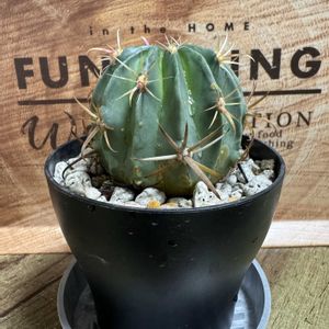 サボテン,わが家の観葉植物❢,観葉植物がスキ,Greenが好き,観葉植物のある暮らしの画像