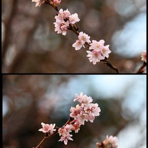 サクラ,フユザクラ,東京,上野恩賜公園,さくら 桜 サクラの画像