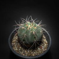 サボテン,ギムノカリキウム,快天丸,バイリアナム,ギムノカリキウム・バイリアナムの画像