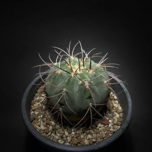 サボテン,ギムノカリキウム,快天丸,バイリアナム,ギムノカリキウム・バイリアナムの画像