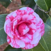 ソテツ,ツバキ,元離宮二条城の画像