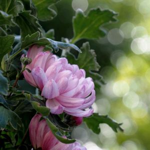 仲良し,花のある暮らし,おうち園芸,癒しの時間♡,二十四節気 大雪の画像