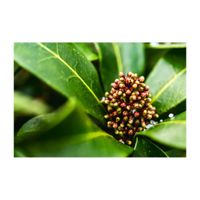 スキミア,ミヤマシキミ,ミカン科,つぼみ,雌雄異株の画像