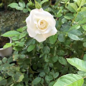 バラ,冬のバラの画像