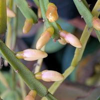 鉢植え,部屋,窓辺の画像