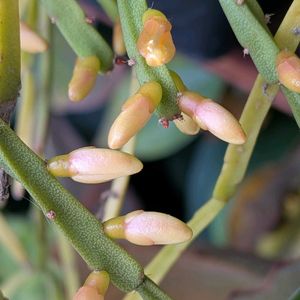 鉢植え,部屋,窓辺の画像