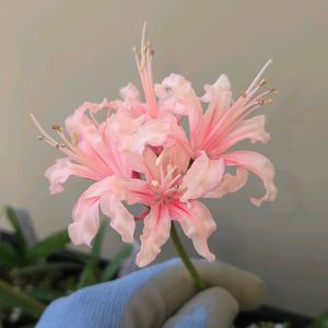 ネリネ,ダイヤモンドリリー,ネリネ(ダイヤモンドリリー),球根,球根植物の画像