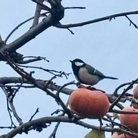 柿の木,野鳥(シジュウカラ),オリオン座.の画像