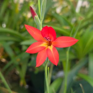 グラジオラス,グラジオラス　プリオリー,球根,球根植物,花のある暮らしの画像