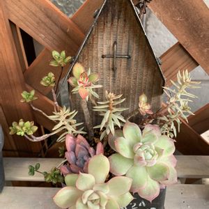 多肉寄せ植え,多肉のある暮らしの画像