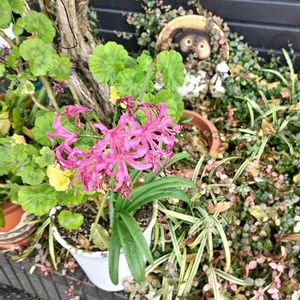 GSアダルトチーム,おうち園芸,チーム岐阜,お出かけ先の画像