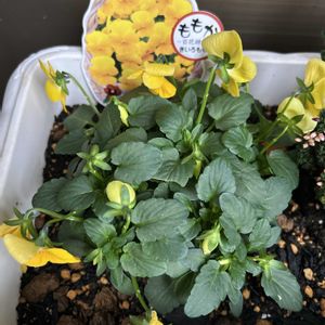 花のある暮らしの画像