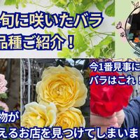 観葉植物,ガーデニング,薔薇♪,オープンガーデン,ばら バラ 薔薇の画像