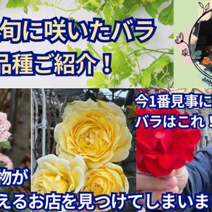 観葉植物,ガーデニング,薔薇♪,オープンガーデン,ばら バラ 薔薇の画像