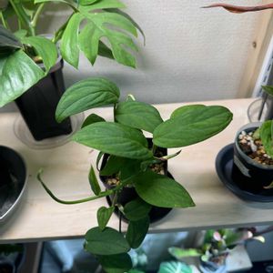 モンステラ 2224,緑のある暮らし,希少植物,綺麗な葉,ベルベットの画像