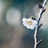 スミレ,ミニバラ,イトラッキョウ,イトラッキョウ,フユザクラの画像