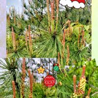 マツ,モミジ,紅葉,お正月門松,黒松の画像