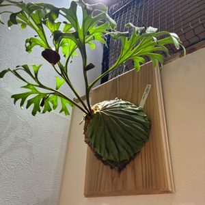 リドレイ,観葉植物, ビカクシダ,リビング・ダイニングの画像