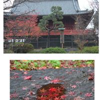 マツ,モミジ,シダレモミジ,東京,紅葉（こうよう）の画像