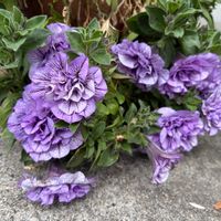 ペチュニア,ペチュニア ビバの画像