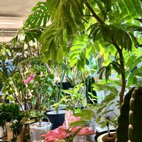 ドラセナ,ハイビスカス,モンステラ,アグラオネマ,ウンベラータの画像