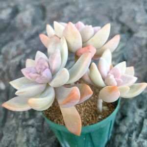 多肉植物,成長記録の画像