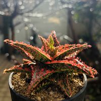 アロエ  ハイブリッド,多肉植物,鉢植え,ネコ好き,アロエ属の画像