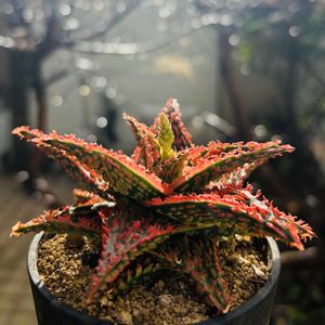 アロエ  ハイブリッド,多肉植物,鉢植え,ネコ好き,アロエ属の画像