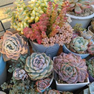 多肉植物,繋がりに感謝✨,GS3年生,バラと夢CLUB,みどりに癒されるの画像