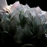 ハオルチア,ハオルチア,多肉植物,ハオルチア属,透明な窓の画像