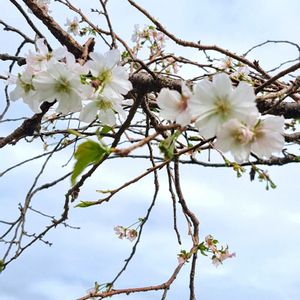 サクラ,十月桜, 樹木,ジュウガツサクラ,フユザクラの画像
