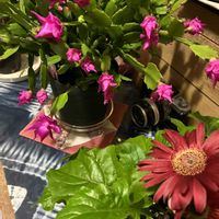 ガーベラ,バラ咲き デンマークカクタス,家庭菜園,玄関内側の画像