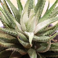 白蝶,多肉植物,ハオルチア属,斑入り好き♡の画像