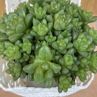 多肉ちゃん,ありがとう♡,育てる喜びの画像