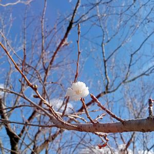 シキザクラ,コブクザクラ(子福桜),コブクザクラ(子福桜),コブクザクラ,フユザクラの画像