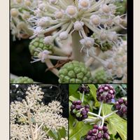 ポインセチア,ヤツデ,ビバーナム ティヌス,コウテイダリア,ヒヨドリ♡の画像