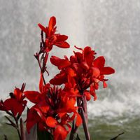 カンナ,カンナ,ジニア,ジニア,スイレンの画像