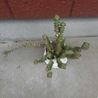 星の王子,多肉植物,iPhone撮影,小さな庭の画像