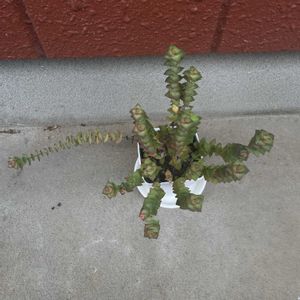 星の王子,多肉植物,iPhone撮影,小さな庭の画像