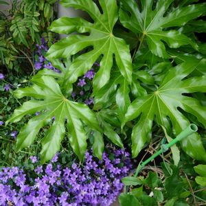 ベルフラワー,ヤツデ,ヤツデ,素敵な葉っぱ,綺麗な葉っぱの画像