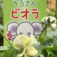 ビオラ,ぞうさん ビオラの画像