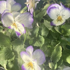 ビオラ,マーガレットホワイトモカ,ベランダの画像