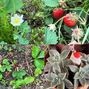 イチゴ,イチゴ,キク,キク,皇帝ダリアの画像