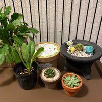 多肉植物とサボテン,名前を教えてくださいの画像
