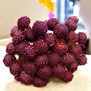 レッドブルニア,レッドブルニア,園芸店,ネイティブフラワー,花のある暮らしの画像